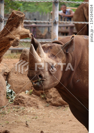 ホノルル動物園のサイ ホノルル動物園のサイ 134164084