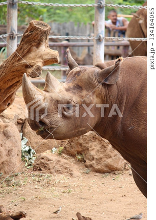 ホノルル動物園のサイ ホノルル動物園のサイ 134164085