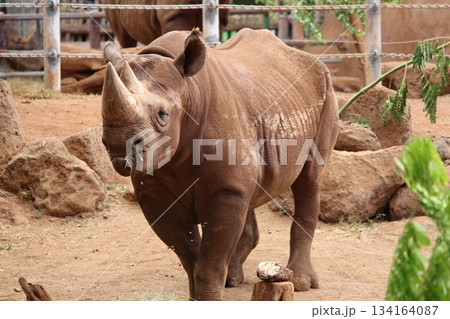 ホノルル動物園のサイ ホノルル動物園のサイ 134164087