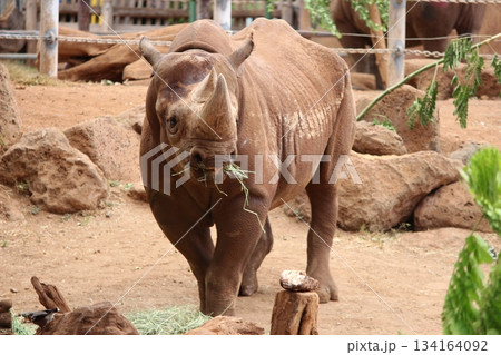 ホノルル動物園のサイ 134164092