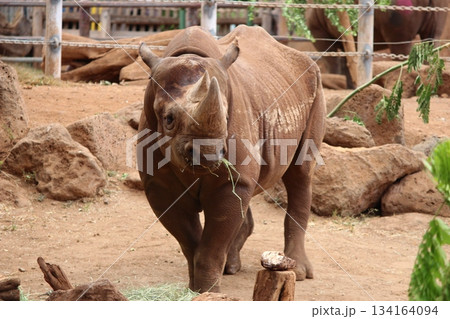 ホノルル動物園のサイ ホノルル動物園のサイ 134164094