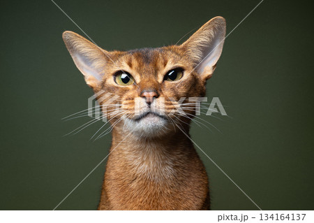 abyssinian cat portrait on green background 134164137