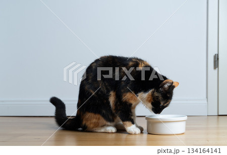 calico cat eating pet food from bowl on floor calico cat eating pet food from bowl on floor 134164141