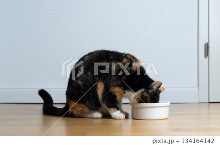 calico cat eating pet food from bowl on floor 134164142
