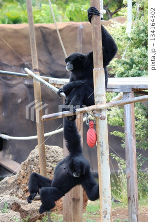 ホノルル動物園のテナガザル ホノルル動物園のテナガザル 134164302