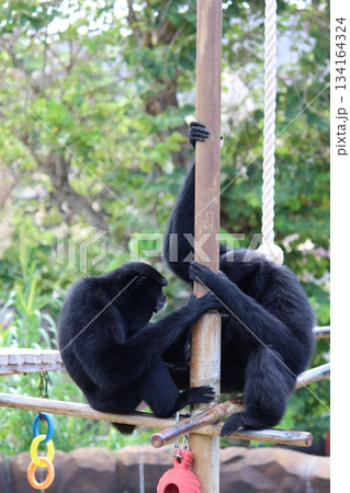 ホノルル動物園のテナガザル 134164324