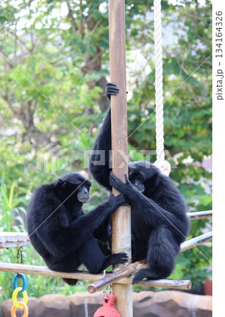 ホノルル動物園のテナガザル 134164326