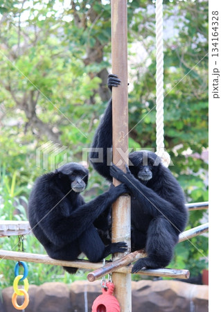 ホノルル動物園のテナガザル 134164328