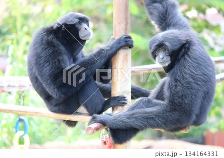 ホノルル動物園のテナガザル ホノルル動物園のテナガザル 134164331