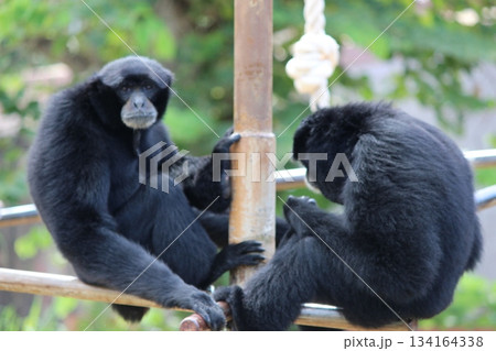 ホノルル動物園のテナガザル 134164338