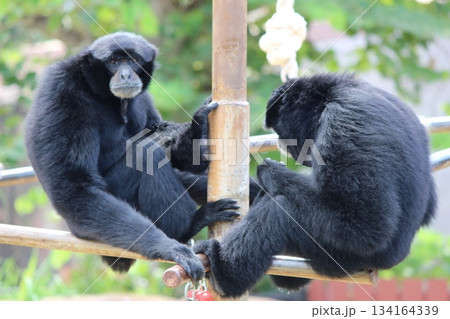 ホノルル動物園のテナガザル 134164339