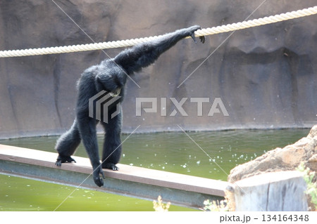 ホノルル動物園のテナガザル ホノルル動物園のテナガザル 134164348