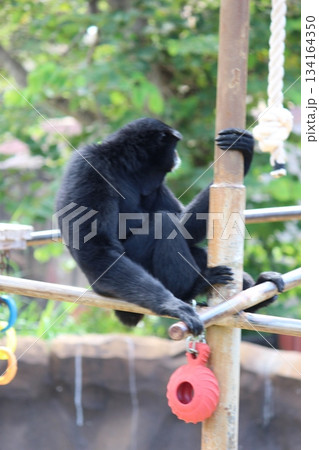 ホノルル動物園のテナガザル ホノルル動物園のテナガザル 134164350