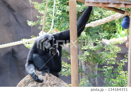ホノルル動物園のテナガザル ホノルル動物園のテナガザル 134164351