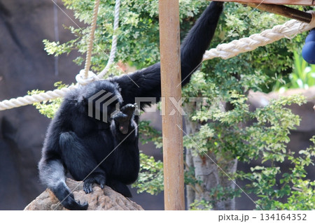 ホノルル動物園のテナガザル 134164352