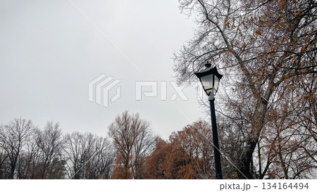 Classic black park lantern against a gray winter sky framed by bare and withered brown tree branches a cold mood Classic black park lantern against a gray winter sky framed by bare and withered brown tree branches a cold mood 134164494