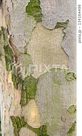 Close-up of smooth tree bark with rough patches of green moss a unique natural texture background pattern Close-up of smooth tree bark with rough patches of green moss a unique natural texture background pattern 134164499