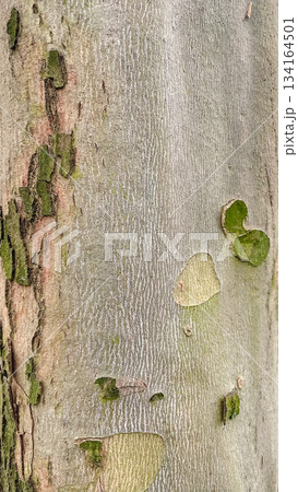 Close-up of smooth tree bark with rough patches of green moss a unique natural texture background pattern Close-up of smooth tree bark with rough patches of green moss a unique natural texture background pattern 134164501