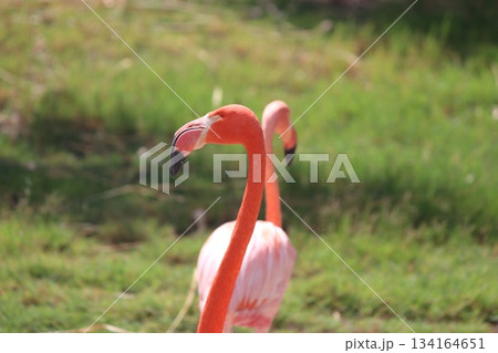 ホノルル動物園のフラミンゴ ホノルル動物園のフラミンゴ 134164651