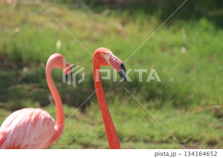ホノルル動物園のフラミンゴ ホノルル動物園のフラミンゴ 134164652