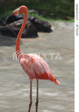 ホノルル動物園のフラミンゴ ホノルル動物園のフラミンゴ 134164660