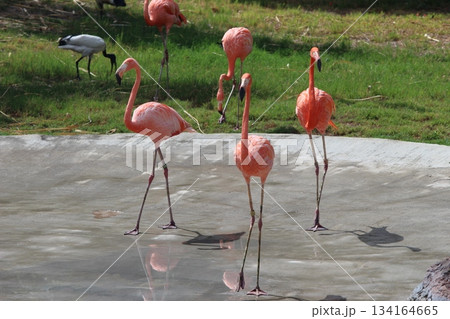 ホノルル動物園のフラミンゴ ホノルル動物園のフラミンゴ 134164665