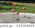 ホノルル動物園のフラミンゴ 134164669