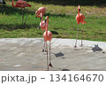 ホノルル動物園のフラミンゴ 134164670
