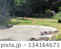 ホノルル動物園のフラミンゴ 134164671