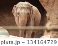 ホノルル動物園のゾウ 134164729