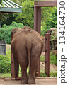 ホノルル動物園のゾウ 134164730