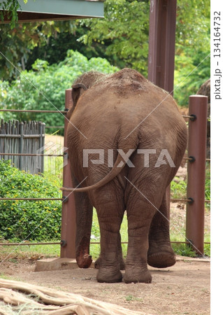 ホノルル動物園のゾウ ホノルル動物園のゾウ 134164732