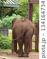 ホノルル動物園のゾウ 134164734