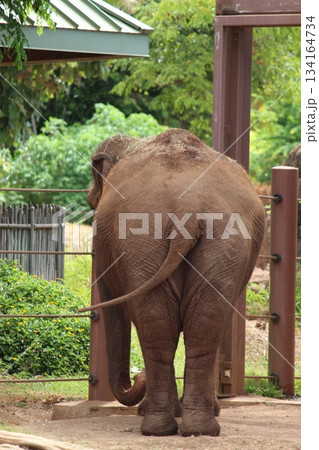 ホノルル動物園のゾウ ホノルル動物園のゾウ 134164734