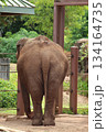 ホノルル動物園のゾウ 134164735
