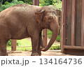 ホノルル動物園のゾウ 134164736