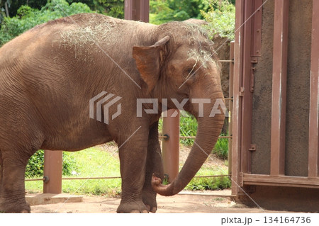 ホノルル動物園のゾウ 134164736