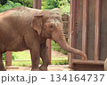 ホノルル動物園のゾウ 134164737