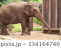ホノルル動物園のゾウ 134164740