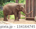 ホノルル動物園のゾウ 134164745