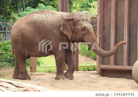 ホノルル動物園のゾウ ホノルル動物園のゾウ 134164745