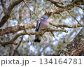 Common Wood Pigeon (Columba palumbus)) perched Common Wood Pigeon (Columba palumbus)) perched 134164781
