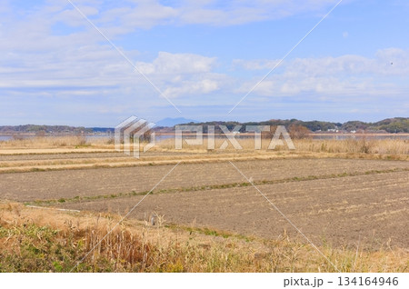 茨城県龍ヶ崎市牛久沼周辺2025年12月 茨城県龍ヶ崎市牛久沼周辺2025年12月 134164946