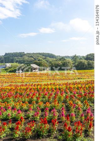 那須フラワーワールドのカラフルなケイトウ畑 那須フラワーワールドのカラフルなケイトウ畑 134164976