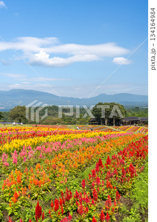 那須フラワーワールドのカラフルなケイトウ畑 那須フラワーワールドのカラフルなケイトウ畑 134164984