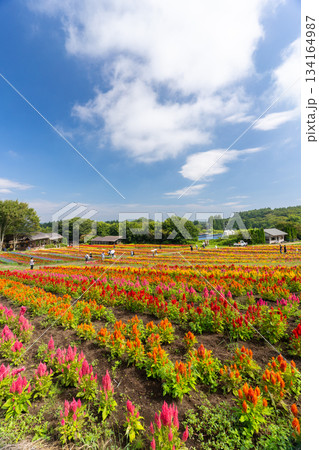 那須フラワーワールドのカラフルなケイトウ畑 那須フラワーワールドのカラフルなケイトウ畑 134164987