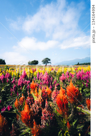那須フラワーワールドのカラフルなケイトウ畑 134164994