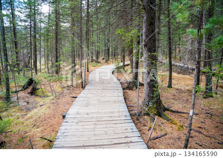 Wooden trail leading through forest to Blue Geyser Lake near Aktash Altai Russia. Nature path guiding visitors to volcanic lake Wooden trail leading through forest to Blue Geyser Lake near Aktash Altai Russia. Nature path guiding visitors to volcanic lake 134165590