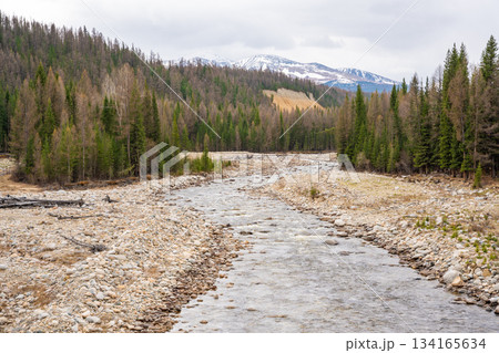 Mountain river flowing on ridge near Ulagan town Altai Russia. Clear alpine water stream surrounded by rugged nature Mountain river flowing on ridge near Ulagan town Altai Russia. Clear alpine water stream surrounded by rugged nature 134165634