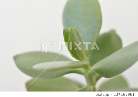 縁紅弁慶 134165961